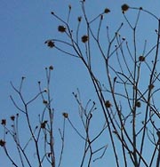 Weeds highlighted against blue sky