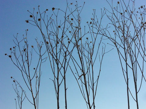 Weeds against a bright blue sky