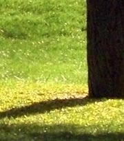 Tree trunk, grass, yellow leaves