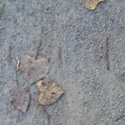 Looking down at running path, fine gravel with only two or three leaves on it.