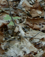 Leaves and flowers