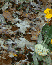 Leaves and flowers