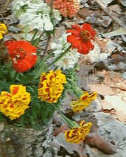 Leaves and flowers