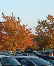 Trees in parking lot