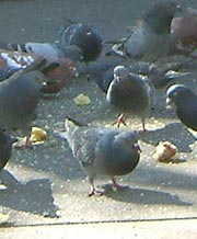 Pigeons in the park