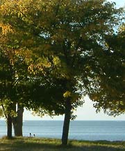 Sunny shining through the trees at the beach