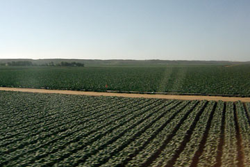 Rows of vegetables stretching to horizon