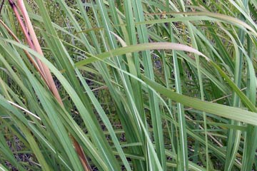 Green slender grasses