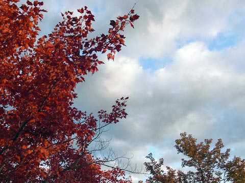 Tree with red leaves against blue sky