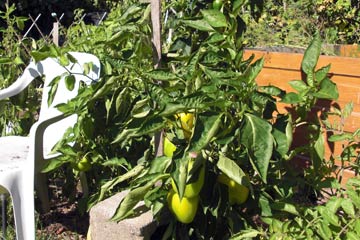 Garden with lots of peppers on the plants