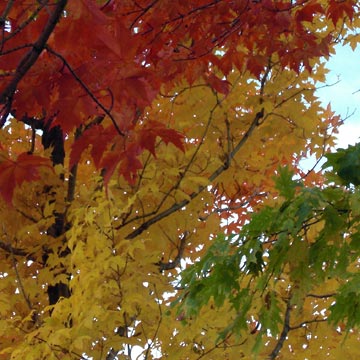 Multi-color leaves on trees