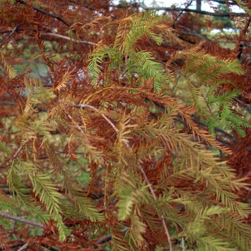 Multi-color leaves on trees