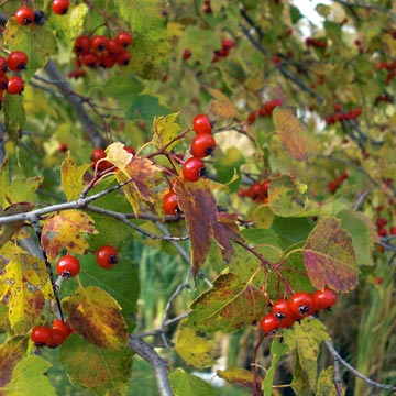 Multi-color leaves on trees