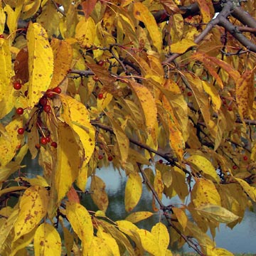 Multi-color leaves on trees