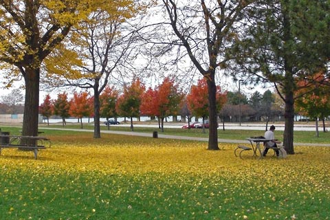 Bright yellow ginko leaves