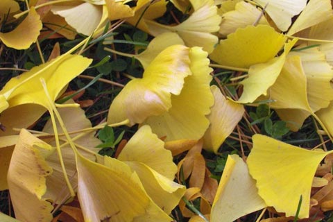 Ginko tree with bright yellow leaves under it.