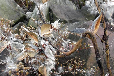 Milkweed and rocks