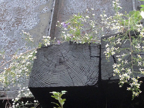 Flowers growing on a wooden bridge