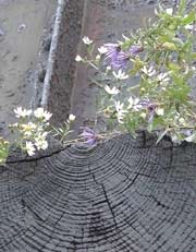 Flowers growing on rusty steel bridge