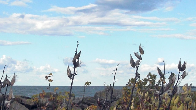 Blue sky and milkweeds