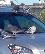Seagulls on car hood