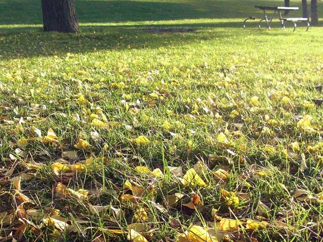 Leaves on grass