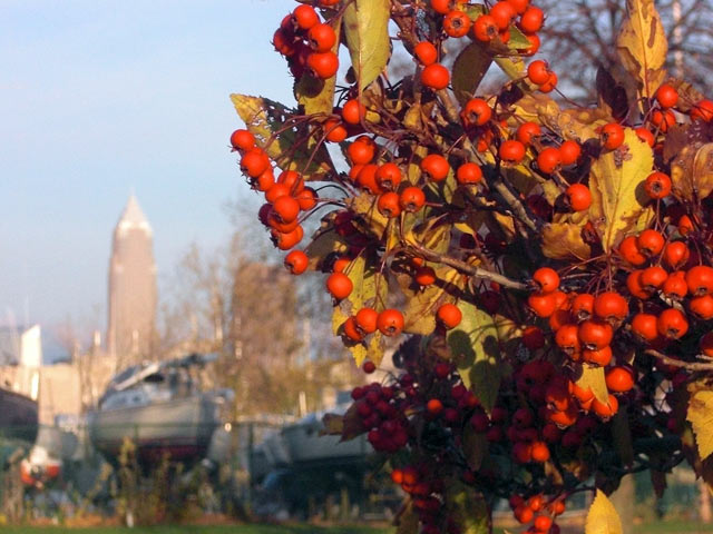 Bright orange berries on tree