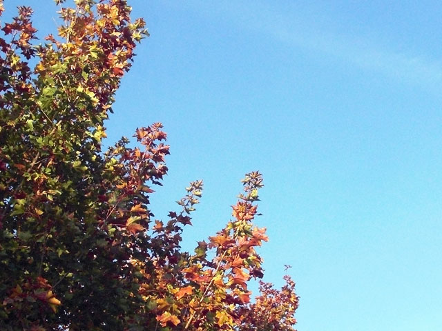 Leaves on grass
