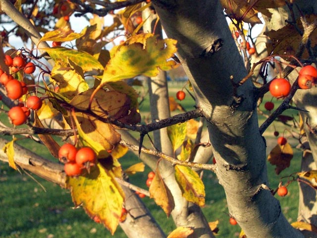 Yellow leaves and red berries on tree