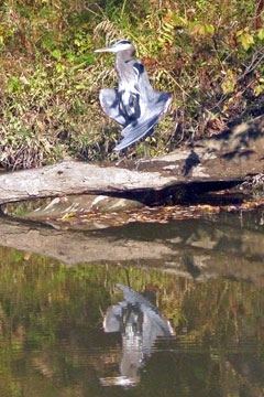 Heron in the sun along the canal