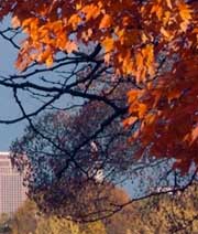 Bright red-orange leaves frame a view of downtown Cleveland