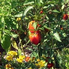 Several red  peppers amongs very green leaves