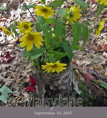 Flowers in the woods