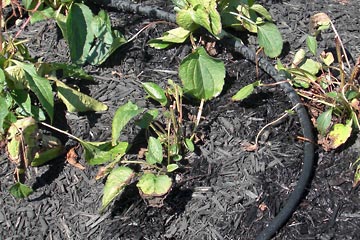 Black rubber soaker hose  in flowerbed