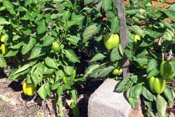 Peppers on bushes