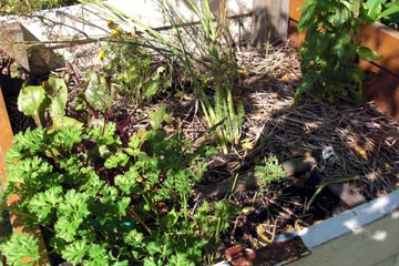 Plants in raised bed garden