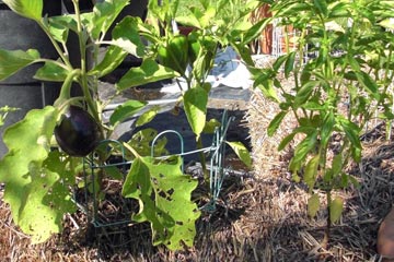 Plants growing in  straw bale