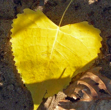 Yellow heart-shaped leaf