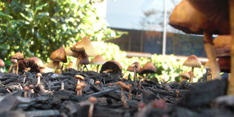 Mushrooms growing in mulch