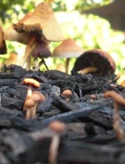 Mushrooms growing in mulch