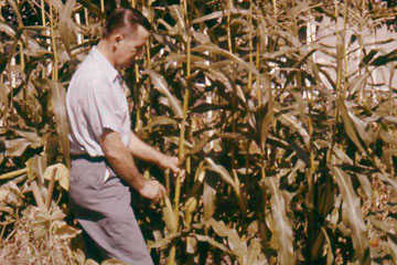 Man standing in front of tall corn stalks