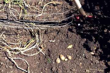Small potatoes on ground