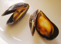 Cooked mussels on plate