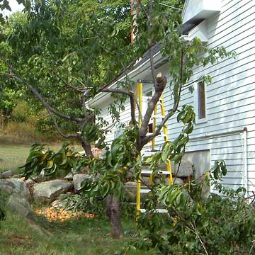 Peach tree being pruned