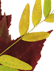 Early autumn leaves; coincidences - September 30, 2007 Red and yellow leaves
