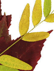 Red and yellow leaves