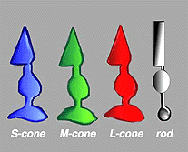 rods and cones 